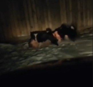 Фото: Стопкадр видео от подписчика 