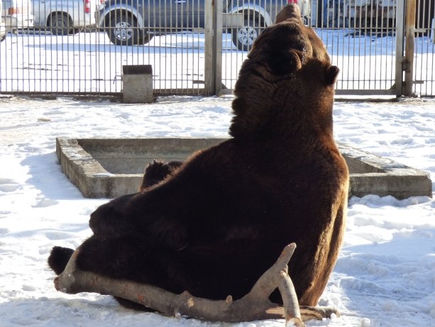 Фото: Абаканский зоопарк 