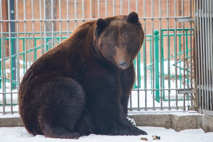 Фото: Абаканский зоопарк 
