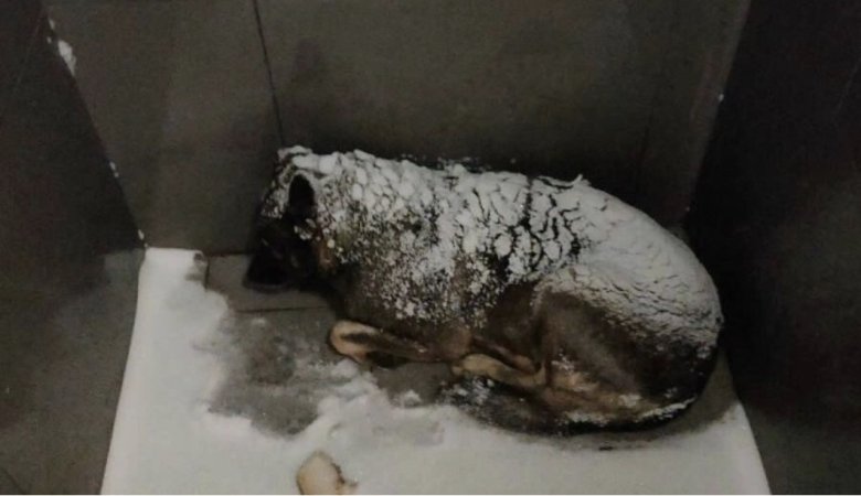 Фото: Соцсети