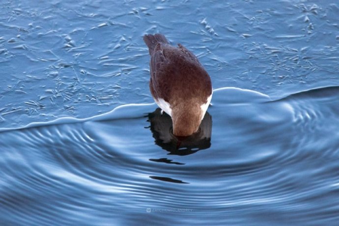 Фото: Андрей Зайченко