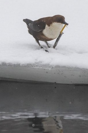 Фото: Андрей Зайченко