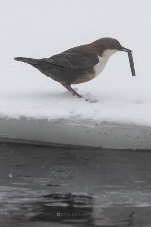 Фото: Андрей Зайченко