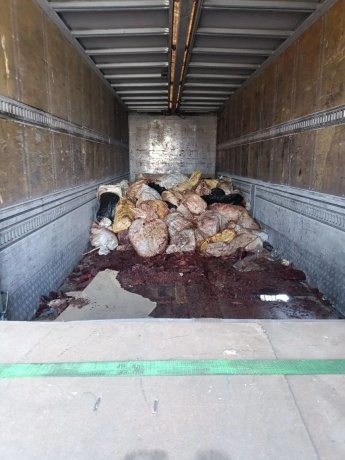 Фото: Управление Россельхознадзора по Хакасии и Тыве 