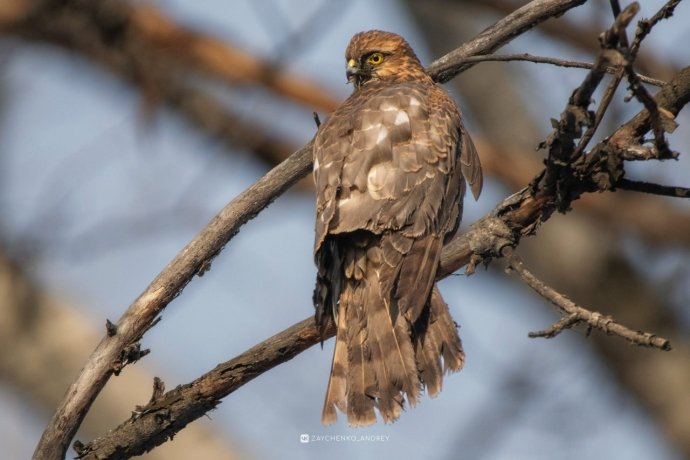 Фото: Андрей Зайченко