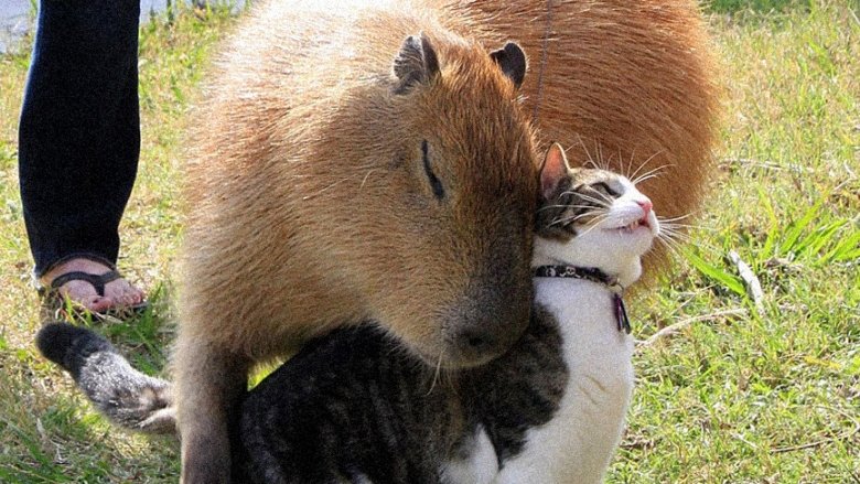 Фото: instagram (владелец компания Meta признана в России экстремистской и запрещена).com