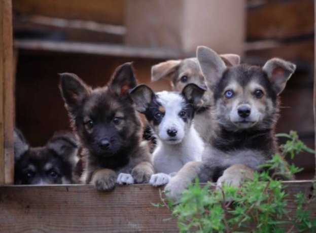 Фото: Василий Кузьмин
