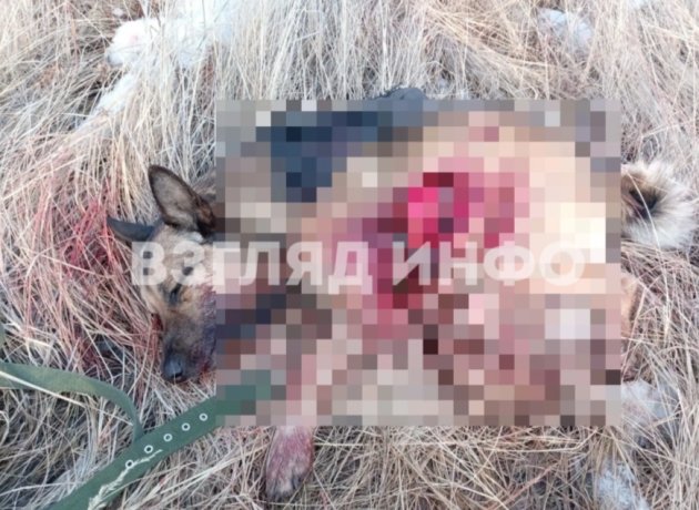 Фото: Взгляд Инфо