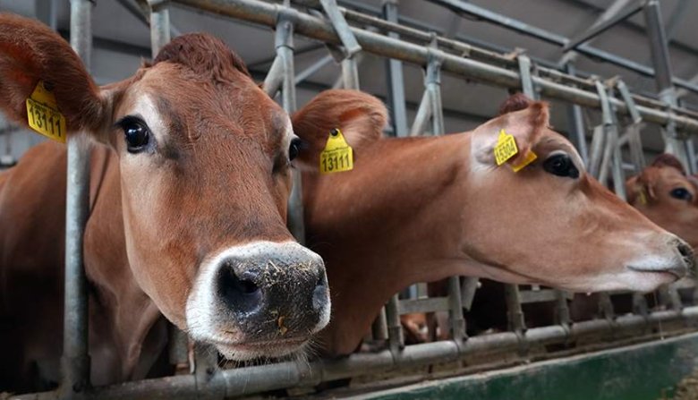 Фото: ИЗВЕСТИЯ/Эдуард Корниенко
