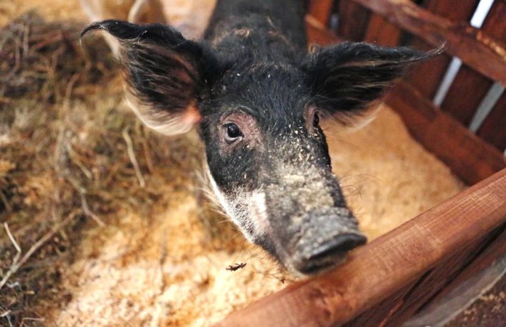 Фото:  РИА Новости / Ростислав Нетисов