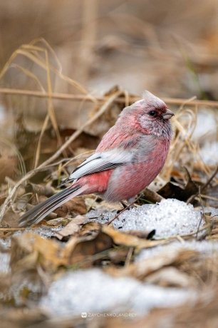Фото: Андрей Зайченко
