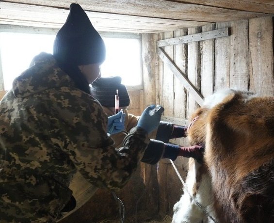 Фото: Управление ветеринарии Хакасии