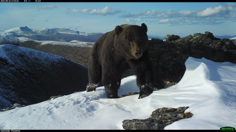 Фото: Заповедник «Хакасский»