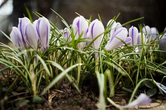 Фото:  РИА Новости / Владимир Астапкович