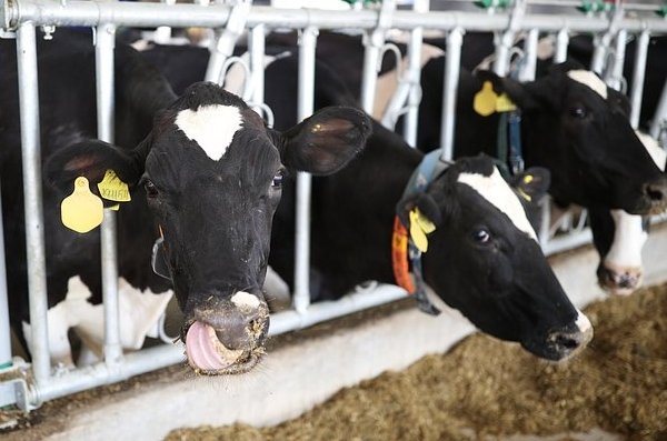 Фото: Виталий Тимкив / РИА Новости