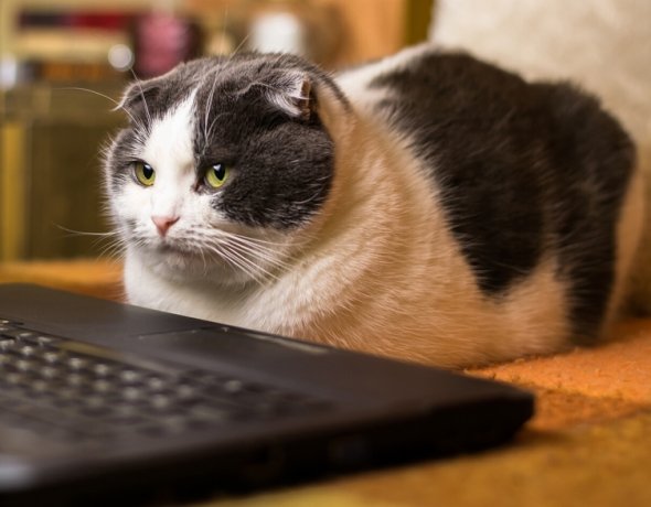 Фото: osobystist/Shutterstock/FOTODOM