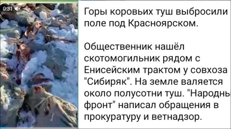 Фото: ЖЕРТВЫ МАССОВОГО ЗАБОЯ СКОТА. ГЕОГРАФИЯ ОБШИРНАЯ. СКРИНШОТ ТГ- КАНАЛА KRAS MASH