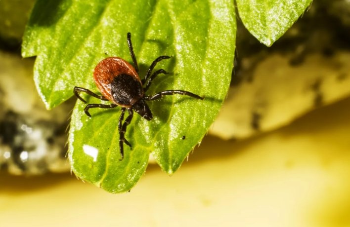 Фото: © Depositphotos.com / Erik_Karits