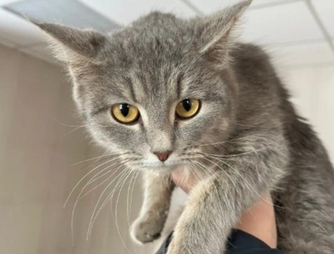 Фото: Госавтоинспекция Красноярского края