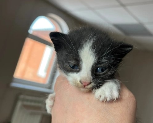 Фото: Госавтоинспекция Красноярского края