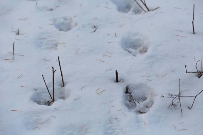 Фото: Минприроды Хакасии 