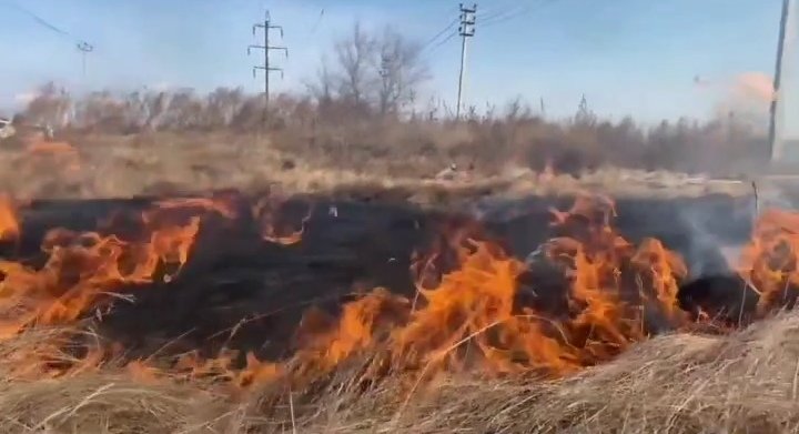 Фото: Стопкадр видео Елены Егоровой 