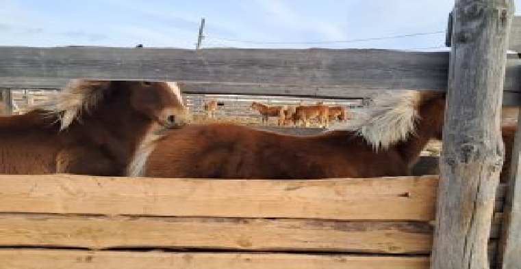 Фото: Россельхознадзор по Хакасии и Тыве 