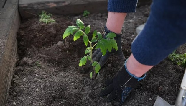 Фото: © РИА Новости / Екатерина Чеснокова Женщина сажает рассаду томатов на садовом участке . Архивное фото