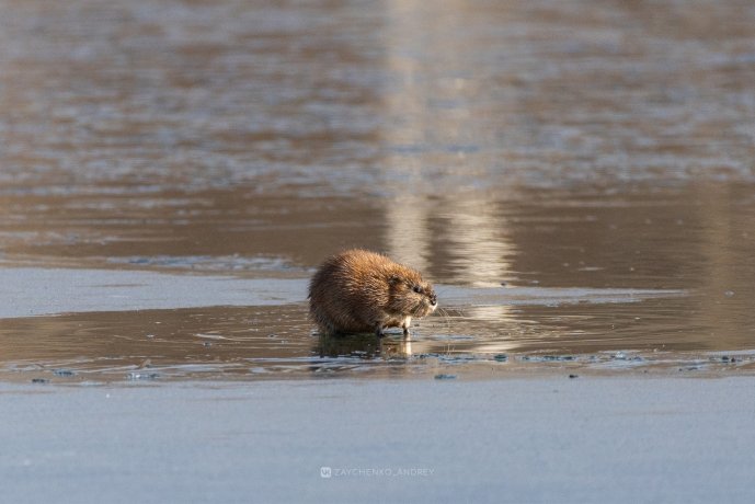 Фото: Андрей Зайченко