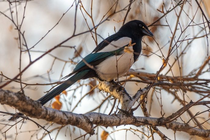 Фото: Андрей Зайченко