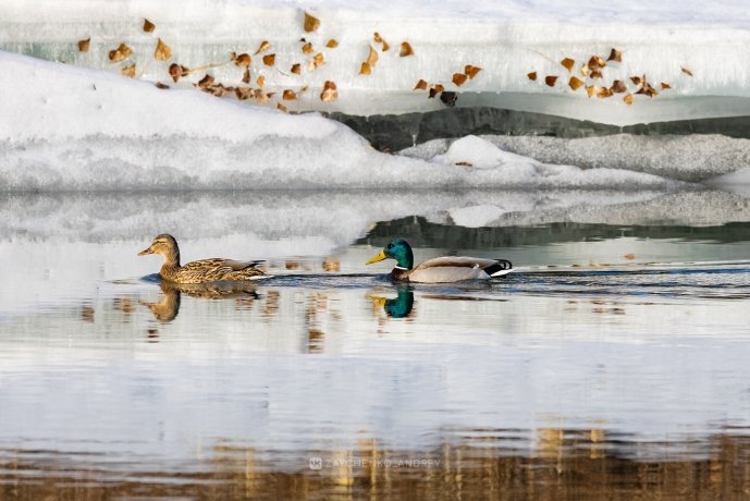 Фото: Андрей Зайченко