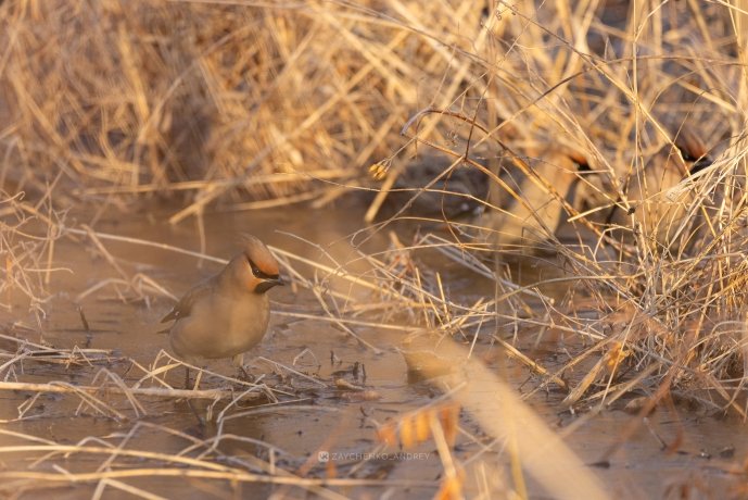 Фото: Андрей Зайченко