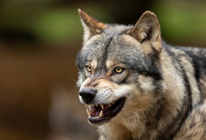 Фото: Обложка © Shutterstock / FOTODOM / AB Photographie