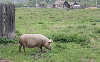 Хакасия живёт в долг перед родной землёй: мнение эксперта