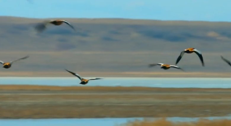 Фото: Стопкадр видео Минприроды Хакасии