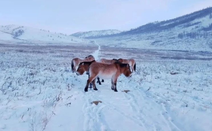 Фото: Заповедник "Хакасский"