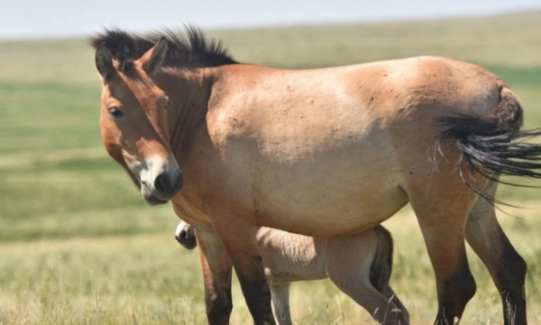 Фото: Заповедник Оренбуржья
