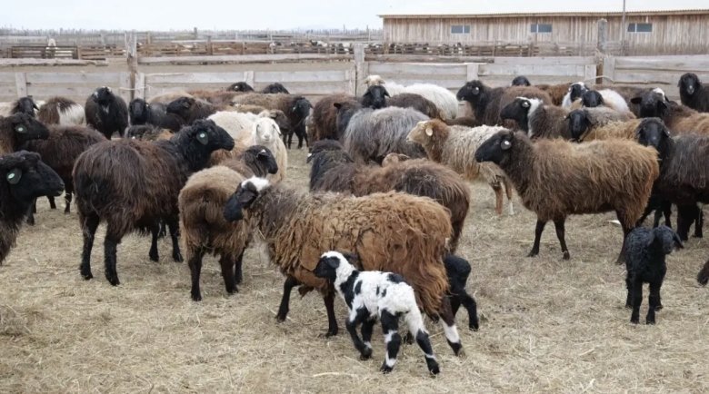 Фото: соцсети Елены Егоровой 