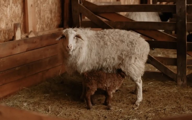 Фото: соцсети Елены Егоровой 