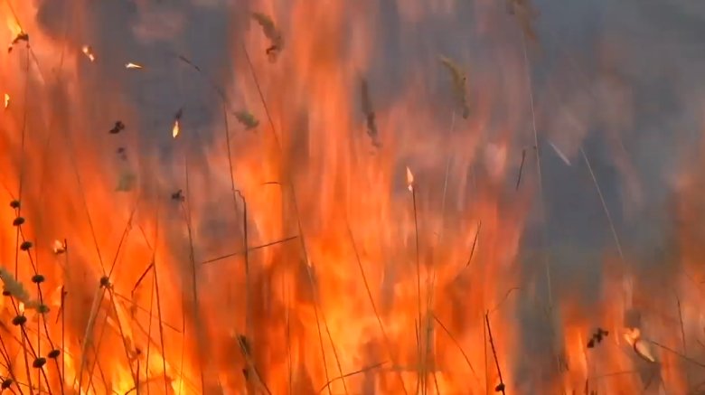 Фото: Стопкадр видео Минприроды Хакасии