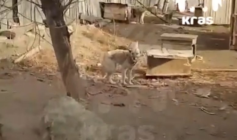 Фото: Стопкадр видео Kras Mash