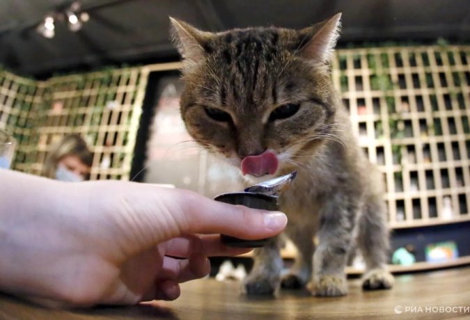 Фото:  РИА Новости / Илья Наймушин