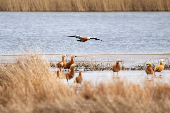 Фото: Андрей Зайченко