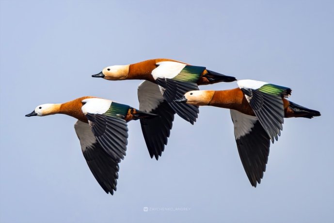 Фото: Андрей Зайченко