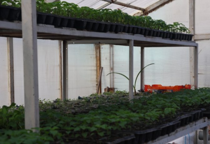 Фото: Администрация Абакана