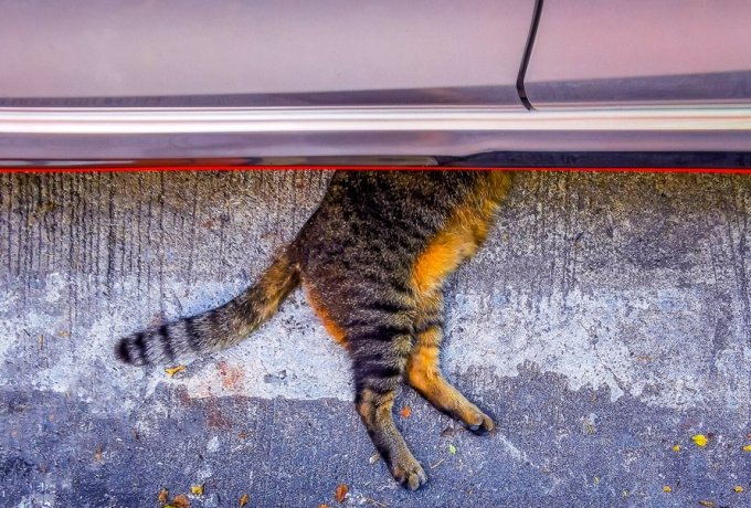 Фото: Arkadij Schell/Shutterstock/FOTODOM