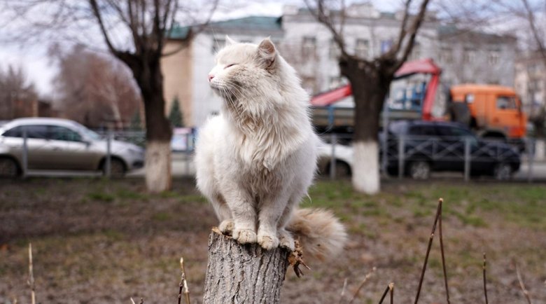 Фото: ИЗВЕСТИЯ/Павел Волков