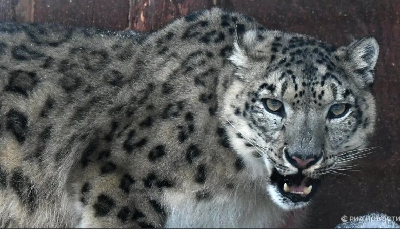 Фото: РИА Новости / Илья Наймушин