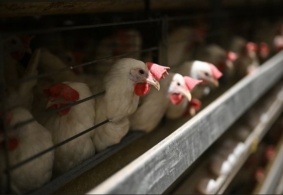 Фото: Константин Михальчевский / РИА Новости