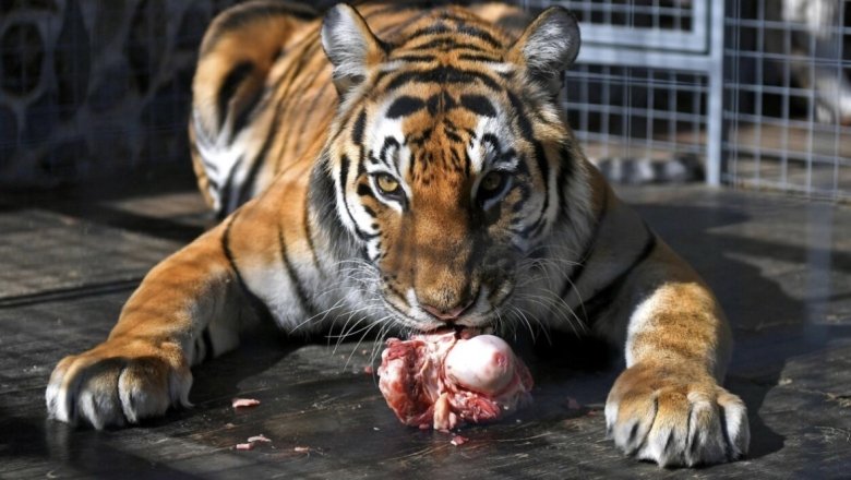 Фото: РИА Новости / Максим Блинов